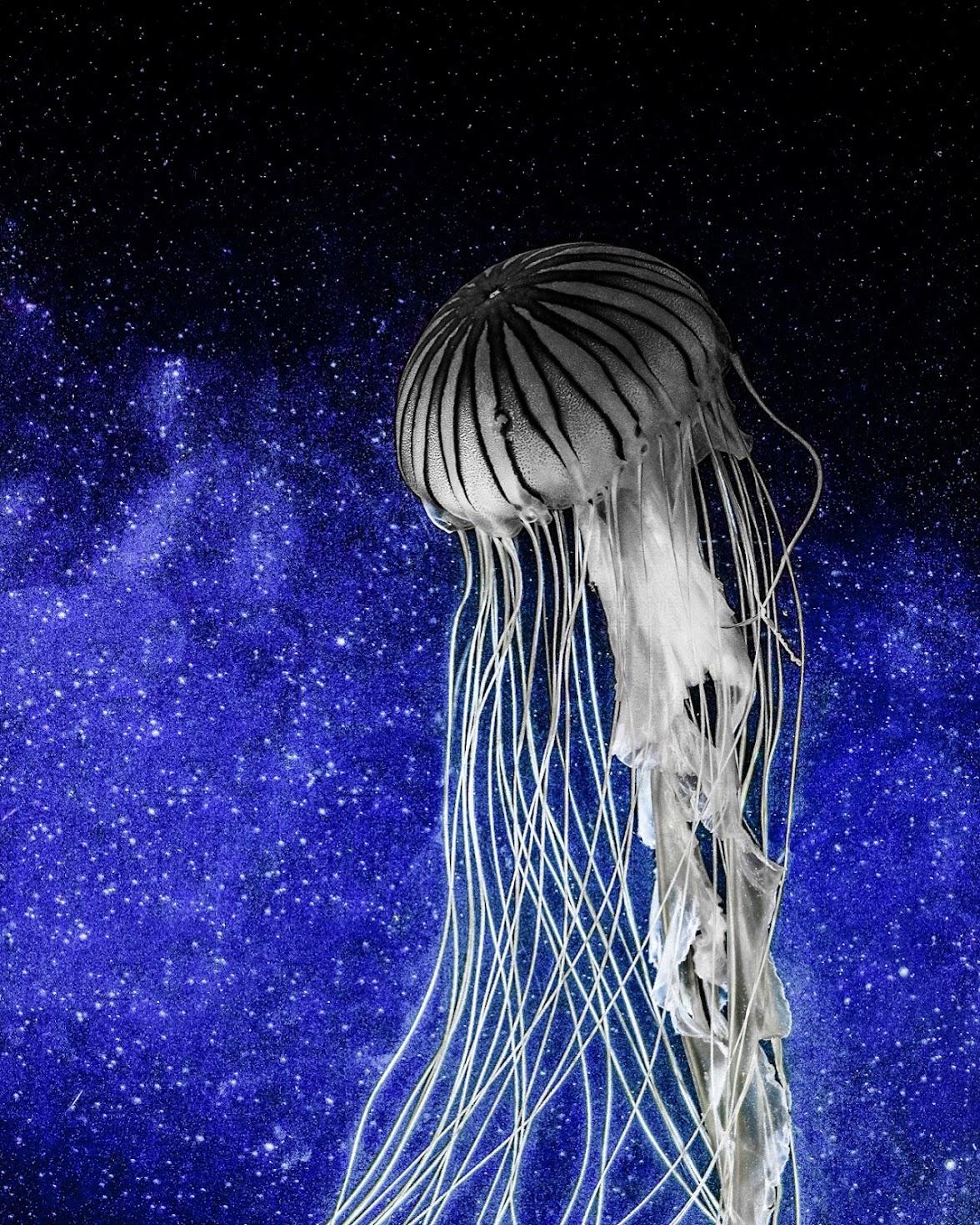 239_Marnell_Elise_HerGalaxy.jpg